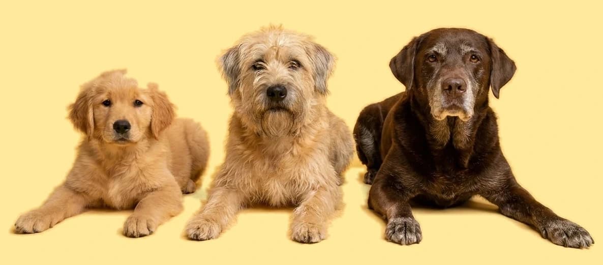 A golden puppy, an adult terrier and a grey-muzzled older Labrador lying side by side.