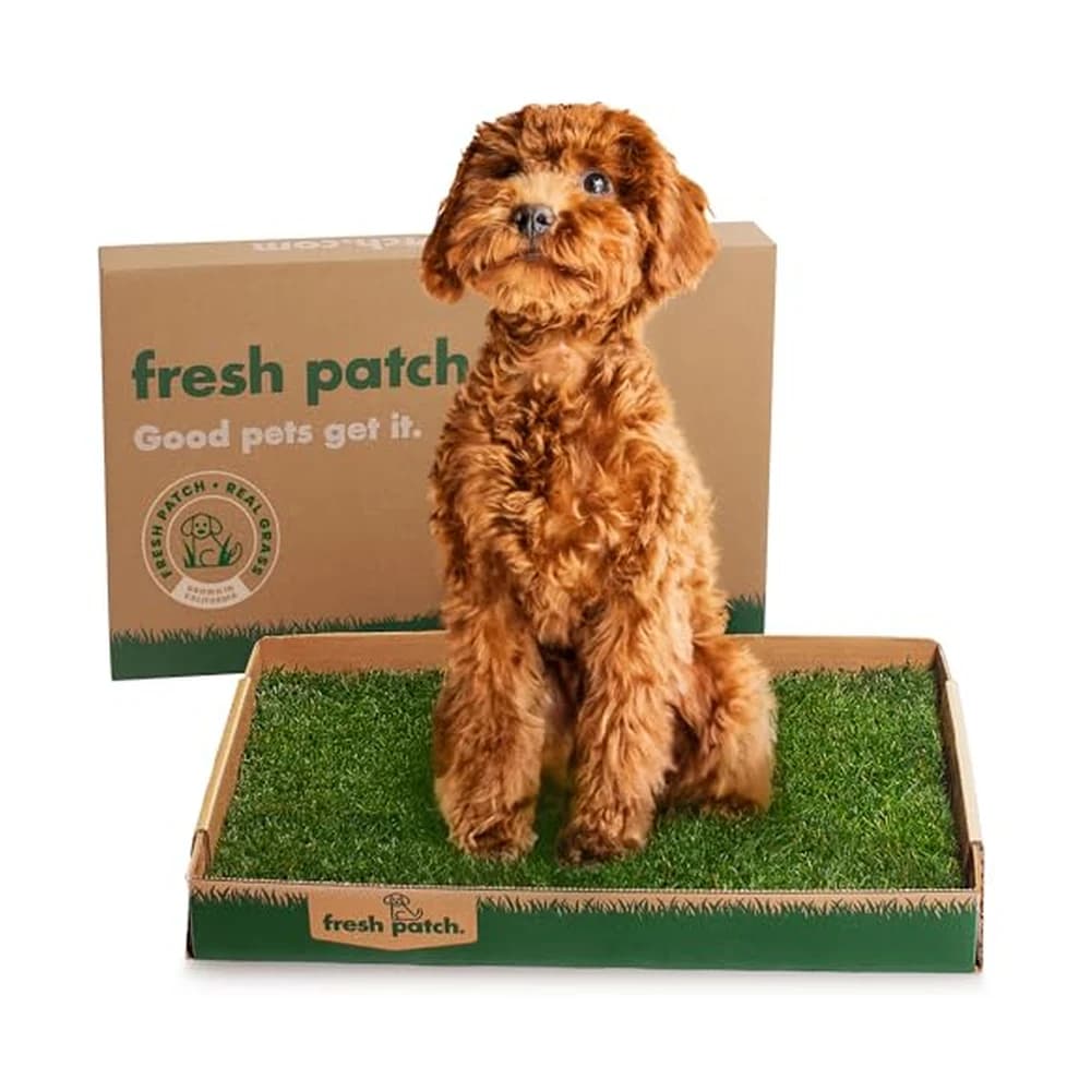 Fresh Patch Real Grass Patch, the top pick for Potty Training